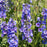 Delphinium, Guardian Blue