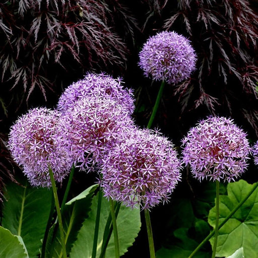 Allium 'Globemaster'  - Globemaster Ornamental Onion