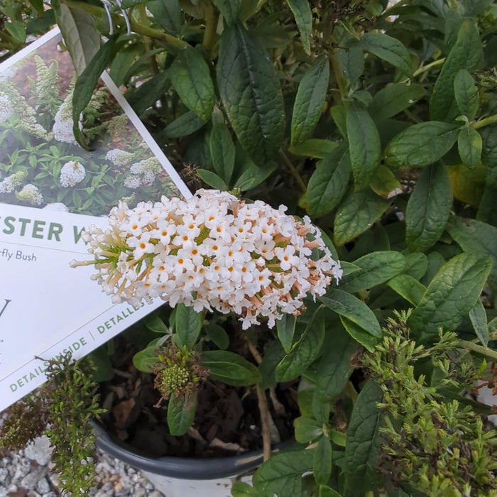 Buddleia x 'SMNBDW' PP 28,795  - Pugster White® Butterfly Bush