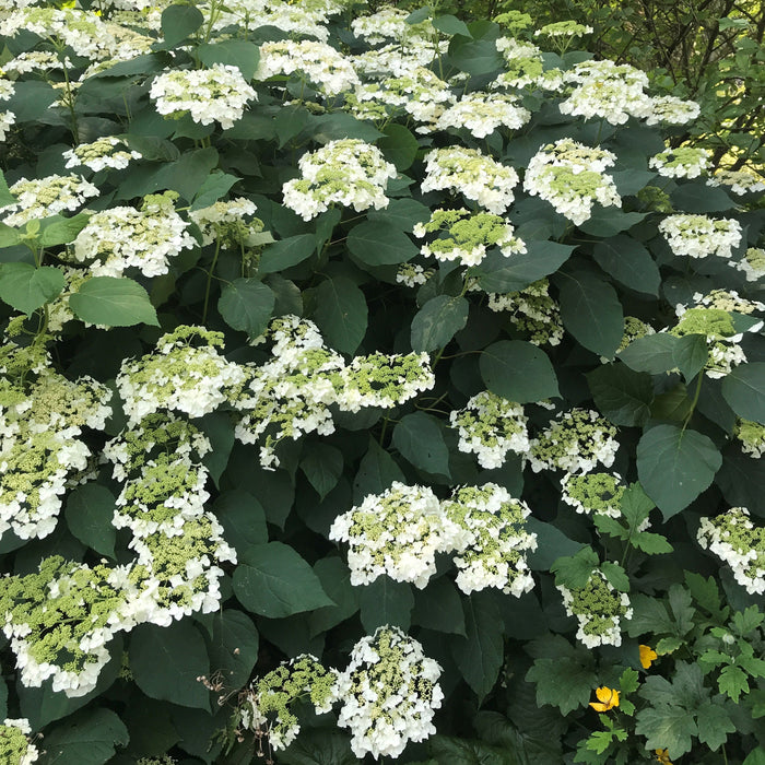 Hydrangea arborescens 'Haas' Halo'  - Haas' Halo Hydrangea