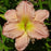 Hemerocallis 'Jolyene Nichole'  - Jolyene Nichole Daylily