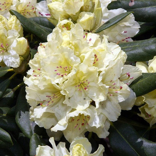 Rhododendron, Capistrano Rhododendron