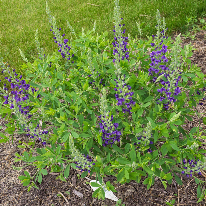 Baptisia, Decadence® Blueberry Sundae False Indigo