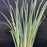 Iris ensata 'Variegata'  - Variegated Japanese Iris