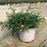 Rosa 'Meijocos' PP#18,874  - Pink Drift® Rose