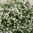 Deutzia sp. 'NCDX1' PP25,916  - Yuki Snowflake® Deutzia