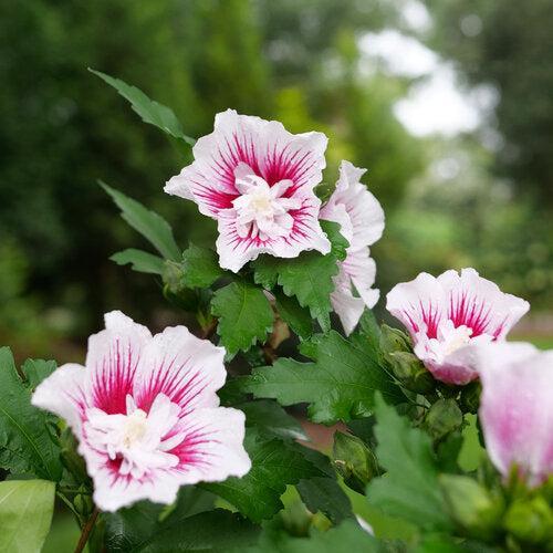 Hibiscus syriacus 'Rwoods6'  - PW® Starblast Chiffon® Rose of Sharon