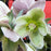 Helleborus 'Walhelivor'  - Ivory Prince Lenten Rose