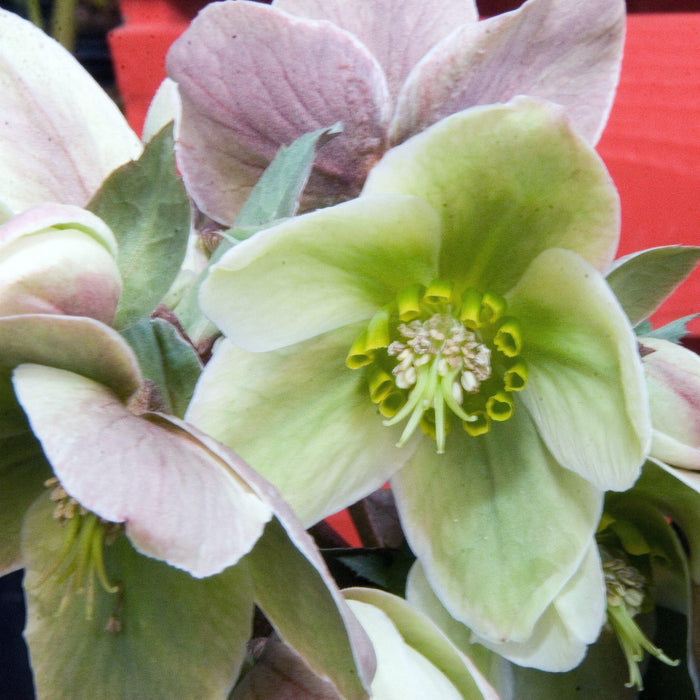 Helleborus 'Walhelivor'  - Ivory Prince Lenten Rose