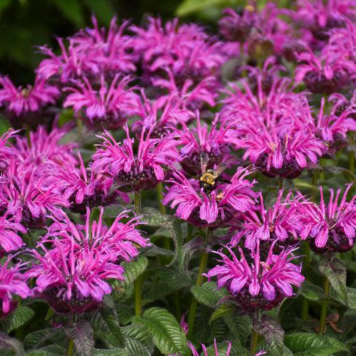 Bee Balm, PW® Leading Lady Plum Bee Balm