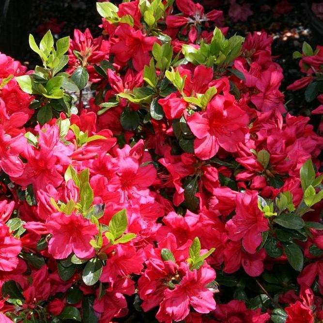 Azalea, Girard's Crimson Azalea