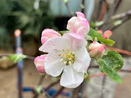 Apple, Fuji, 7 gal (5-7 ft)