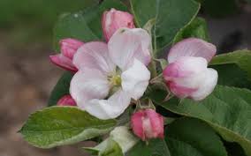 Apple, Macoun, 7 gal (5-7 ft)