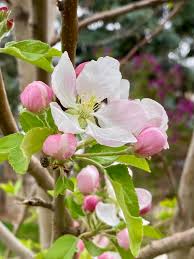 Apple, Honeycrisp, 7 gal. (5-7 ft)