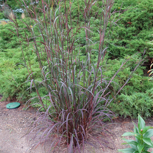 Andropogon gerardii 'Blackhawks'  - Blackhawks Big Blue Stem