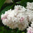 Syringa vulgaris 'Krasavitsa Moskvy'  - Beauty Of Moscow Lilac