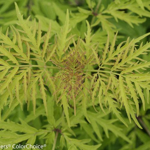 Sambucus racemosa 'SMNSRD4'  - Lemony Lace® Elderberry