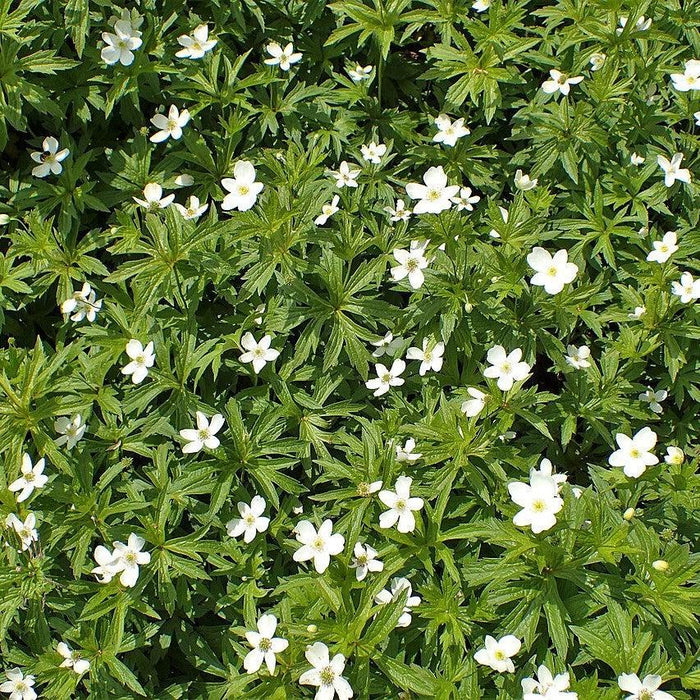 Anemone, Canadian Anemone