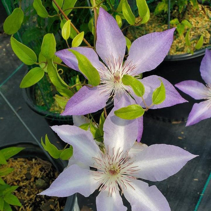 Clematis 'Evipo111'  - Boulevard® Tranquilite™ Clematis