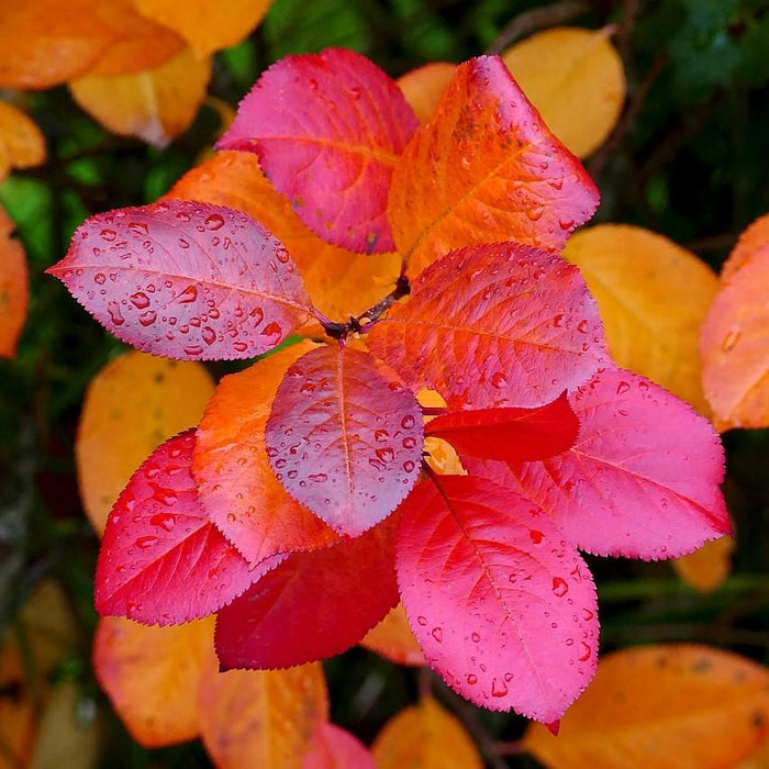 Chokeberry, Black Chokeberry