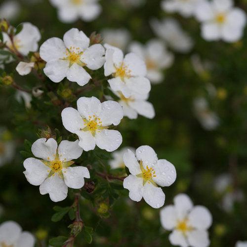 Cinquefoil, Happy Face® White Potentilla