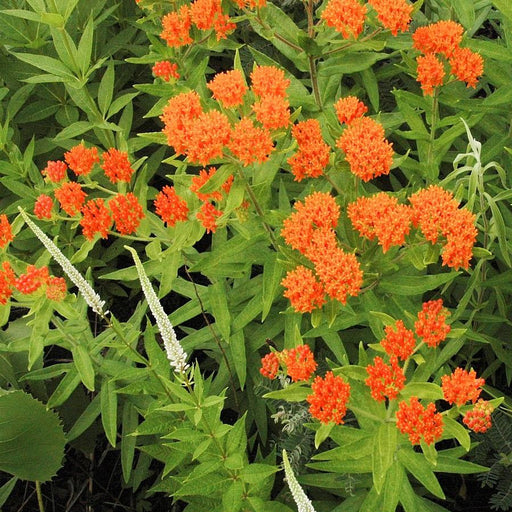 Asclepias tuberosa  - Butterfly Weed