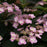 Hydrangea serrata 'MAKD'  - Tiny Tuff Stuff™ Hydrangea