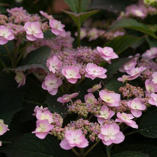 Hydrangea serrata 'MAKD'  - Tiny Tuff Stuff™ Hydrangea