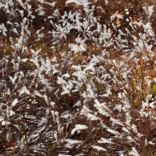 Andropogon ternarius 'Black Mountain'  - Black Mountain Bluestem