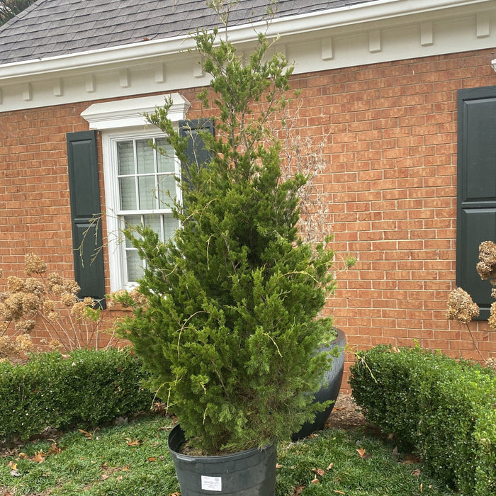 Juniper, Brodie Eastern Red Cedar Juniper