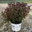 Weigela florida 'Alexandra’  - Wine & Roses® Weigela