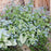 Brunnera macrophylla 'Jack Frost'  - Jack Frost Siberian Bugloss