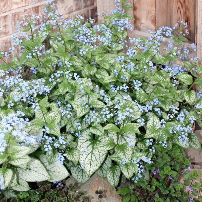 Brunnera macrophylla 'Jack Frost'  - Jack Frost Siberian Bugloss