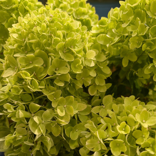 Hydrangea paniculata 'P19557‘  - Bloomin' Easy® Bubble Bath™ Hydrangea