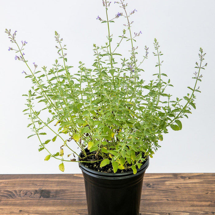 Catmint, Junior Walker™  Catmint