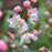Deutzia, Yuki Cherry Blossom® Deutzia