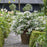 Hydrangea x ‘Fairytrail Bride'  - Fairytrail Bride® Cascade Hydrangea