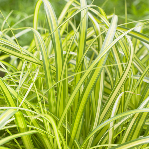 Carex oshimensis 'Eversheen' PP25938  - Evercolor® Eversheen Variegated Sedge
