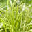 Carex oshimensis 'Eversheen' PP25938  - Evercolor® Eversheen Variegated Sedge