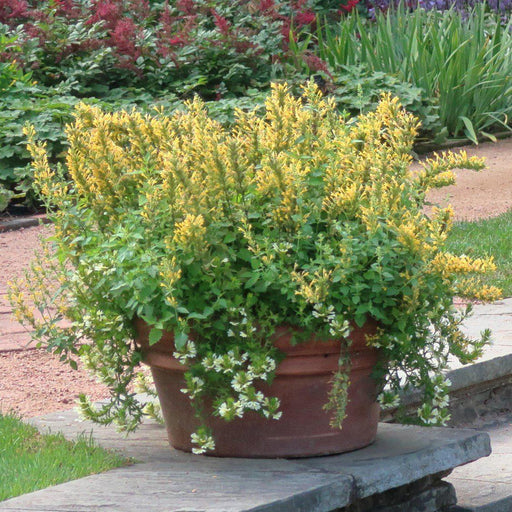 Hyssop, Kudos™ Yellow Hummingbird Mint