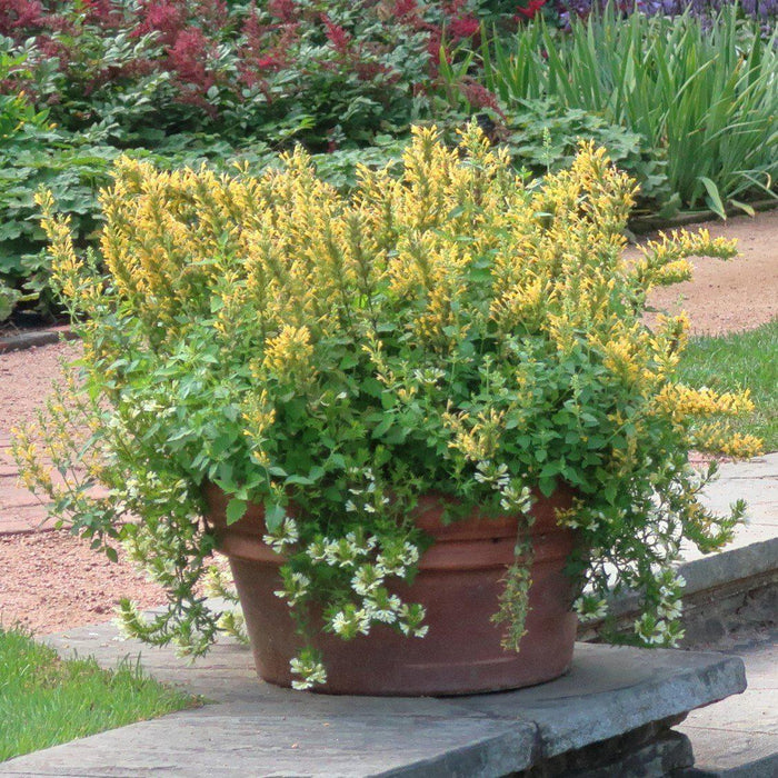 Hyssop, Kudos™ Yellow Hummingbird Mint