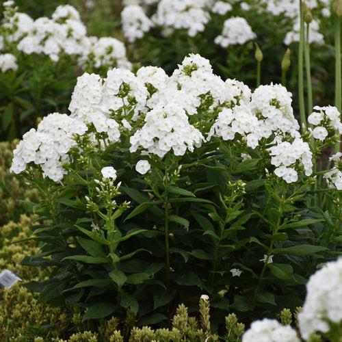 Phlox, Luminary® Backlight Phlox
