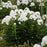 Phlox, Luminary® Backlight Phlox