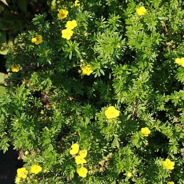 Cinquefoil, Goldfinger Potentilla