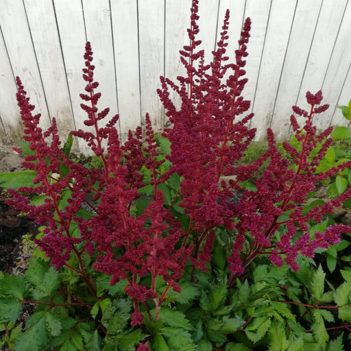 Astilbe chinensis 'Vision in Red'  - Vision in Red Chinese Astilbe