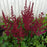 Astilbe chinensis 'Vision in Red'  - Vision in Red Chinese Astilbe