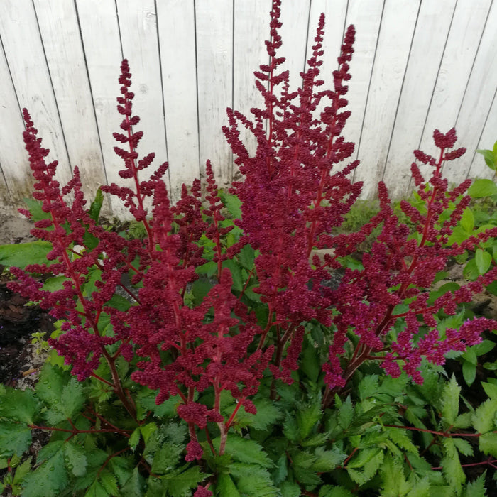 Astilbe chinensis 'Vision in Red'  - Vision in Red Chinese Astilbe