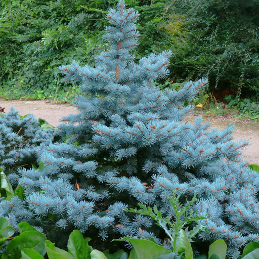 Spruce, Baby Blue Blue Spruce