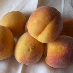 Peach, Elberta (Prunus X Elberta), 10 gal.