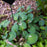 Hosta 'Blue Mouse Ears'  - Blue Mouse Ears Hosta